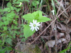 Stellaria sessiliflora