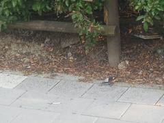 Phoenicurus auroreus