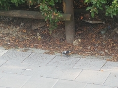 Phoenicurus auroreus