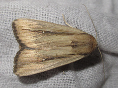 Leucania stenographa