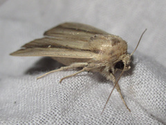 Leucania stenographa