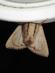 Leucania stenographa