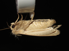 Leucania stenographa