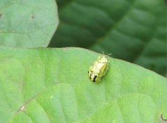 Cassida circumdata