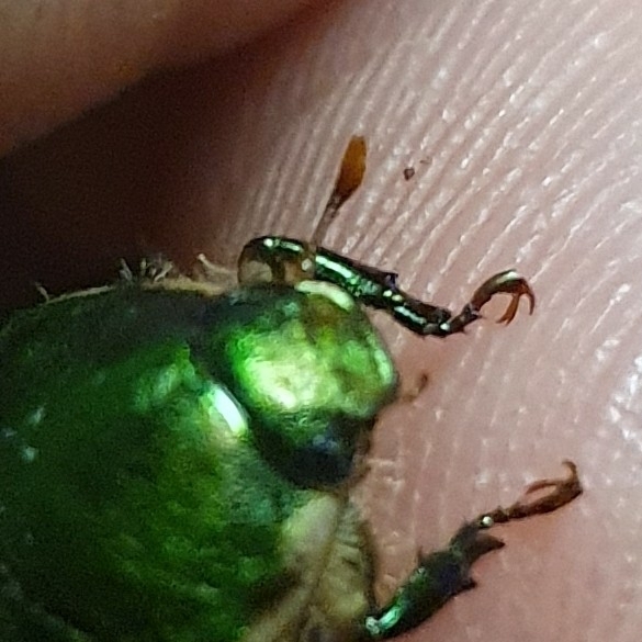 Anomala ausonia