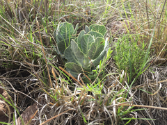 Asclepias nummularia