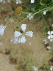 Raphanus raphanistrum raphanistrum