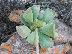 Adromischus cristatus