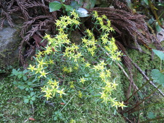 Sedum sarmentosum