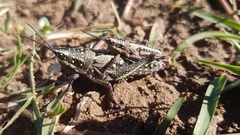 Monistria pustulifera