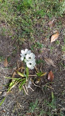 Ornithogalum arabicum