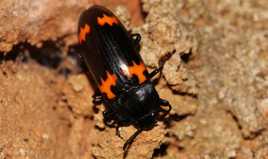 Megalodacne natalensis from Area 43, Lilongwe, Malawi on November 29 ...