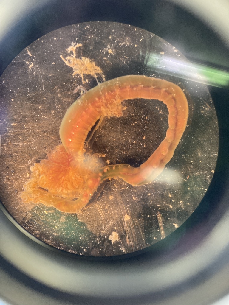 Eupolymnia nesidensis