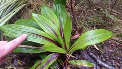 Celmisia verbascifolia