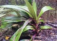 Celmisia verbascifolia