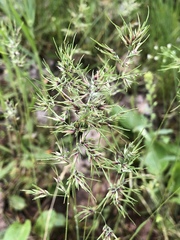 Poa bulbosa vivipara