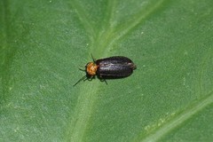 Abscondita cerata