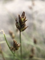 Carex stenophylla