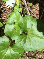 Asarum hartwegii
