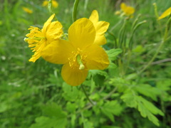 Chelidonium asiaticum