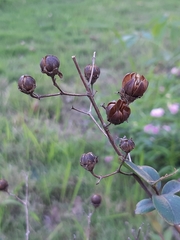 Lagerstroemia indica