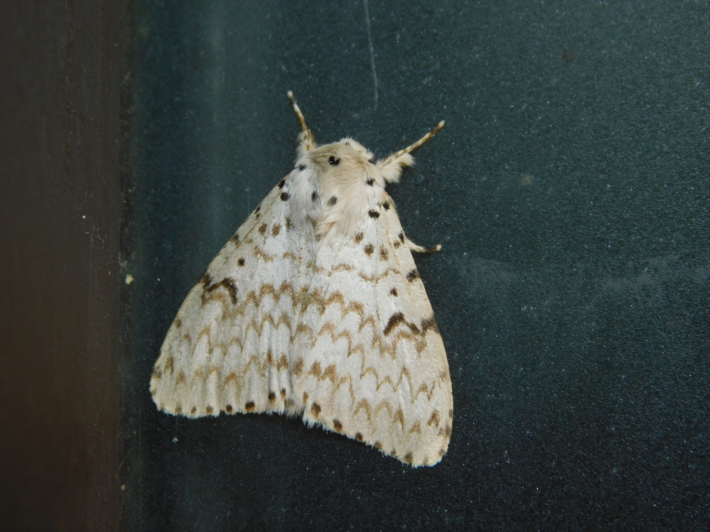 Lymantria ascetria