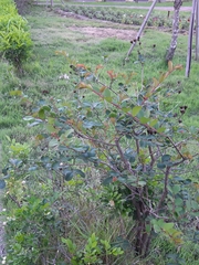 Lagerstroemia indica