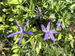 Vinca herbacea