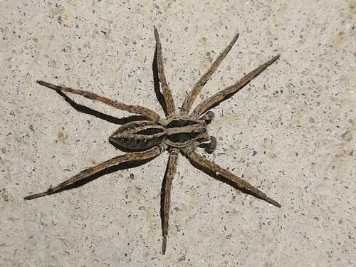 McCook's Split Wolf Spider photo 6