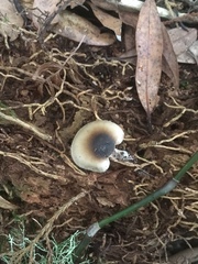 Asproinocybe