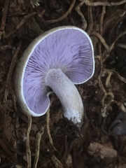 Asproinocybe