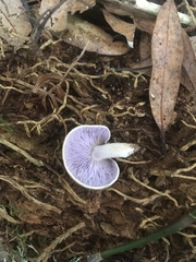Asproinocybe