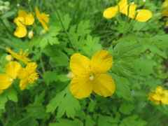 Chelidonium asiaticum