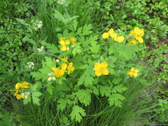 Chelidonium asiaticum