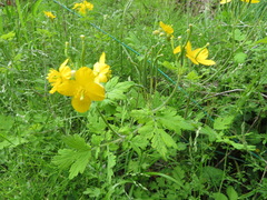 Chelidonium asiaticum