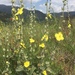 Wavy-leaved Mullein - Photo (c) Babette Köhler, some rights reserved (CC BY-NC), uploaded by Babette Köhler