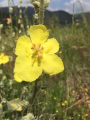 Verbascum undulatum