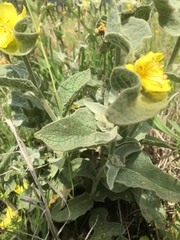 Verbascum undulatum