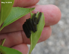 Apareophora forsythiae