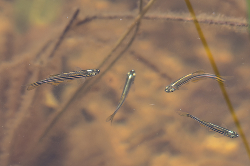 Leopard danio (Danio rerio) — Cyprinidae — 5