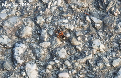 Prostemma hilgendorffi