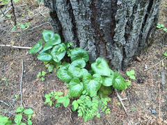 Asarum hartwegii