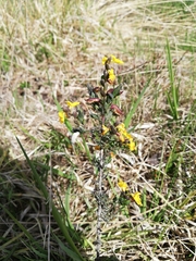 Genista anglica