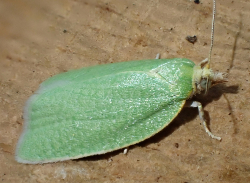 Green Oak Tortrix, Kurassiersweg, Dorst, North Brabant, NL, photo 7 of 10
