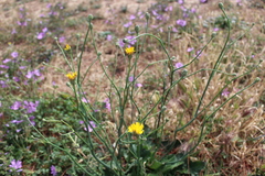 Hypochaeris radicata