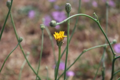 Hypochaeris radicata