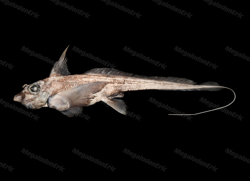 Mitsukuri's Chimaera