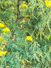 Coronilla