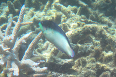 Anampses neoguinaicus