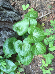 Asarum hartwegii